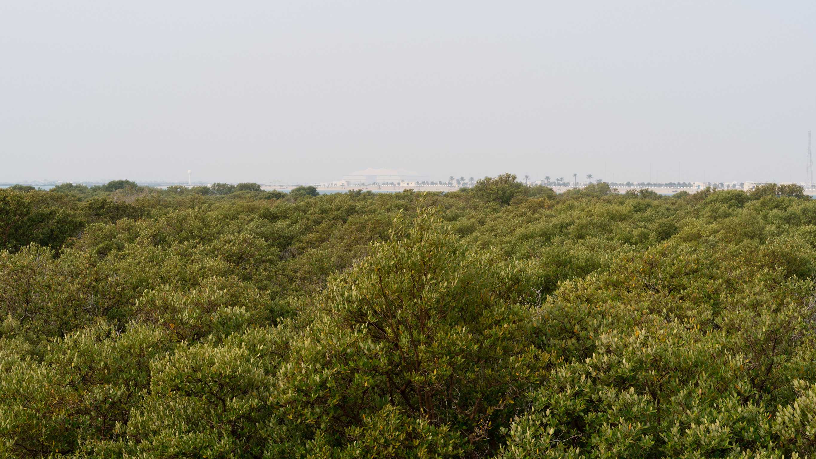 Mangrove Plant in Al Thakira Mangrove Jungle